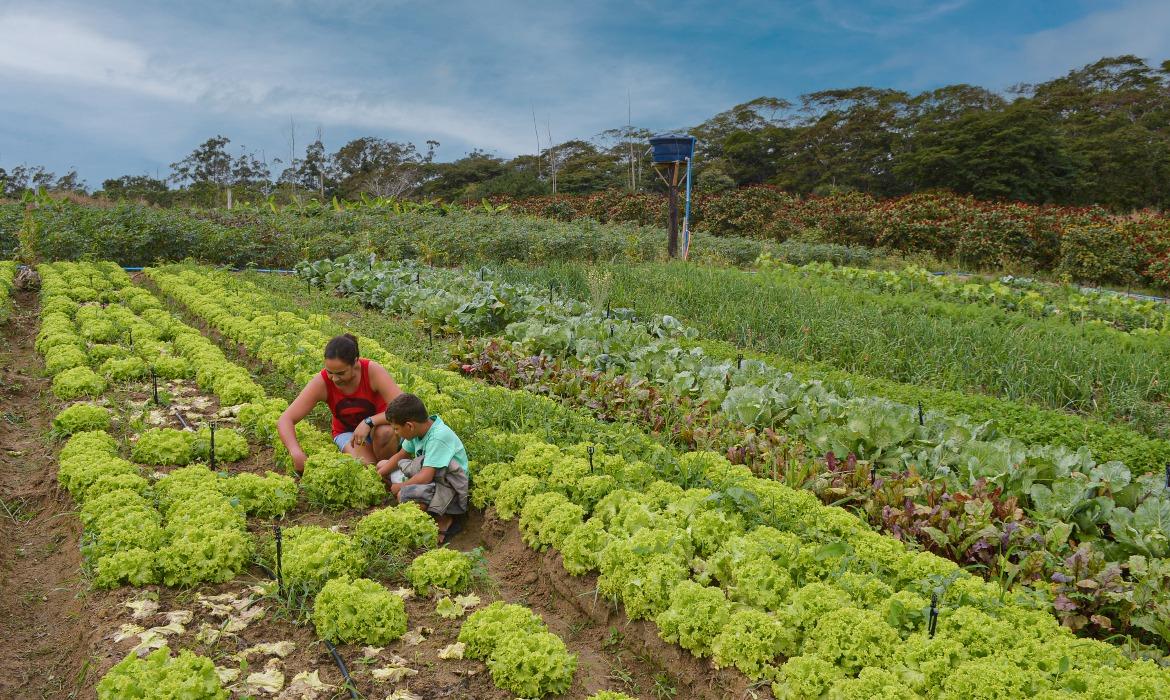 Prefeitura promove Semana Municipal de Agricultura e Sustentabilidade em celebração ao Dia do Agricultor