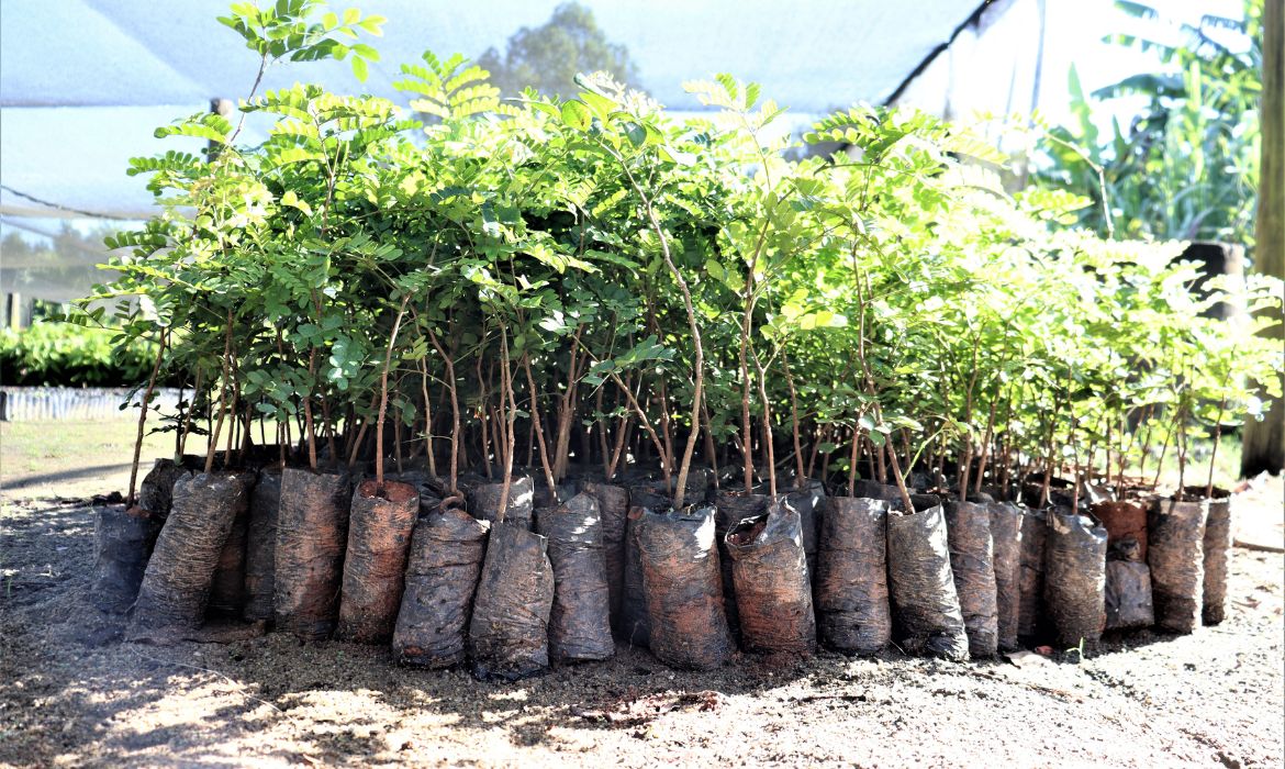 Mudas de pau-brasil serão doadas para promover o reflorestamento de propriedades rurais